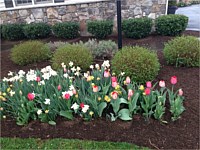 Mulch Installation