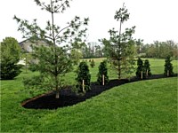 Landscape Planting